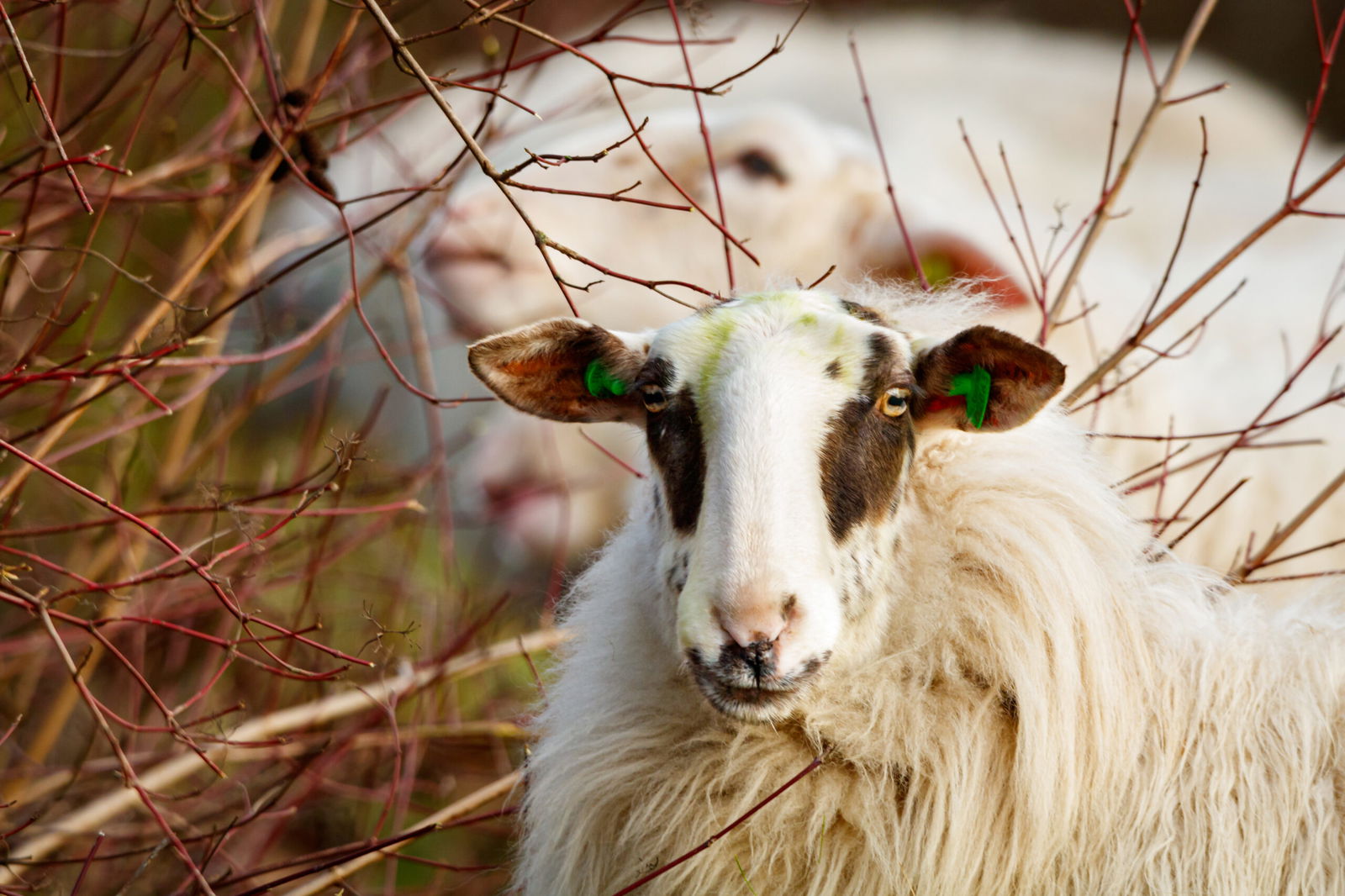 Schaap in de natuur rondom Golfpark Almkreek tussen struiken en takken