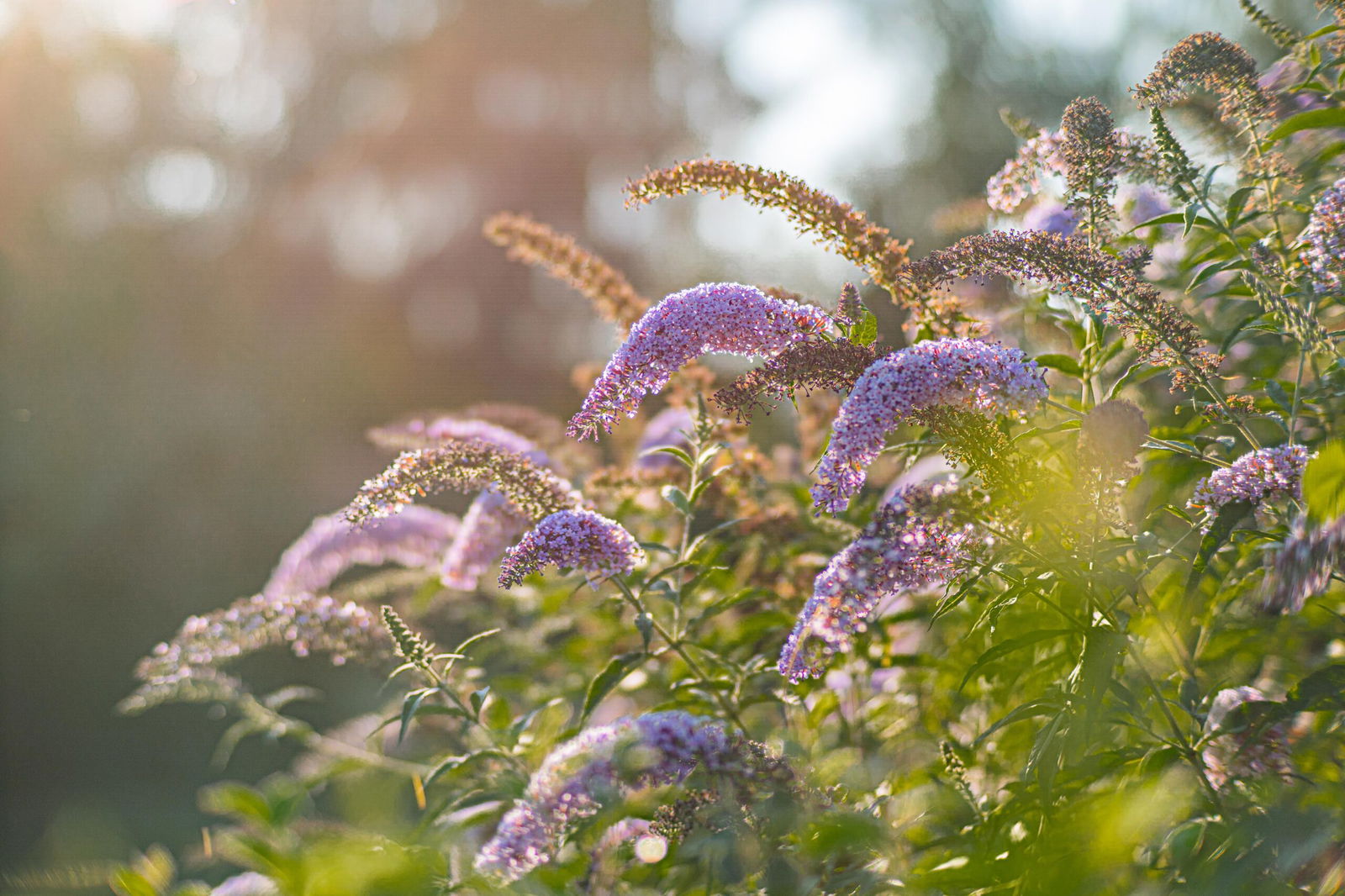 Natuur op de golfbaan