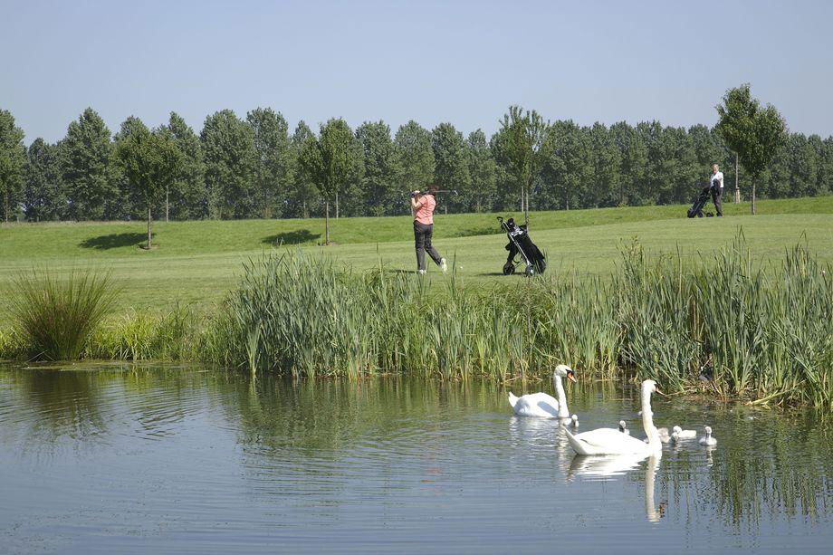 9 holes: shortgolf (PAR 3)