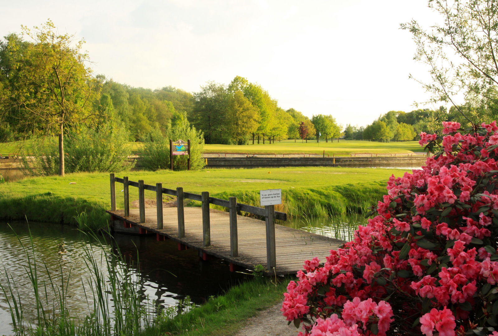 Bloemen op Golfpark Gendersteyn, vlakbij Eindhoven