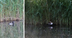 Golfpark Almkreek | Birdwatch Day 2026